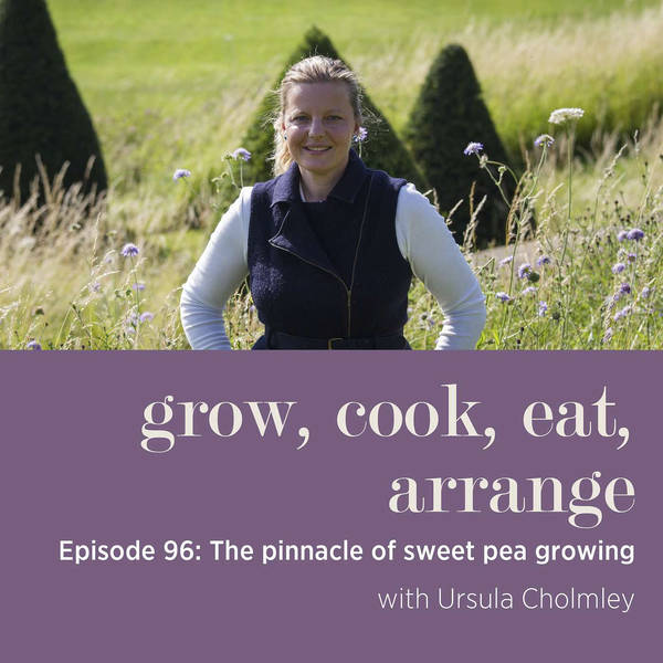 The Pinnacle of Sweet Pea Growing with Ursula Cholmley - Episode 96