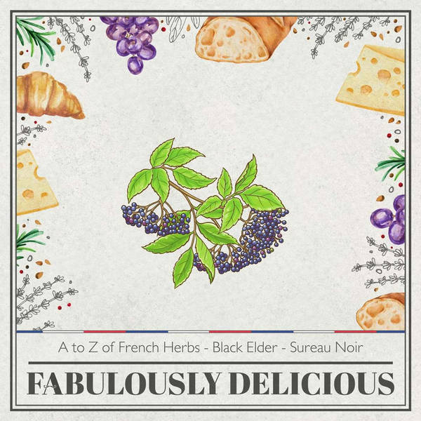 Revisit - A to Z of French Herbs - Black Elder Flower