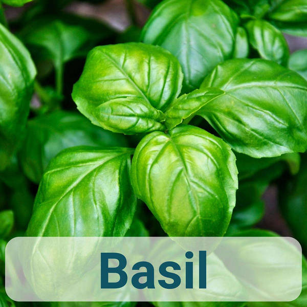 A to Z of French Herbs - Basil - Basilic