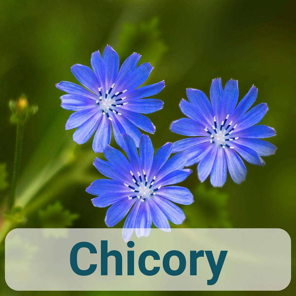 A to Z of French Herbs - Chicory - Chivoire