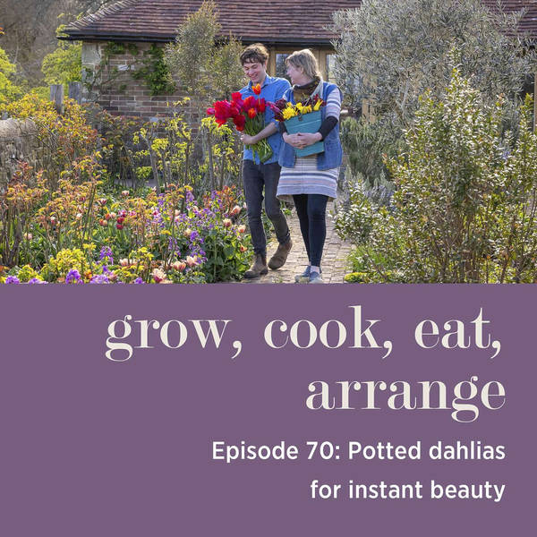 Potted Dahlias for Instant Beauty - Episode 70
