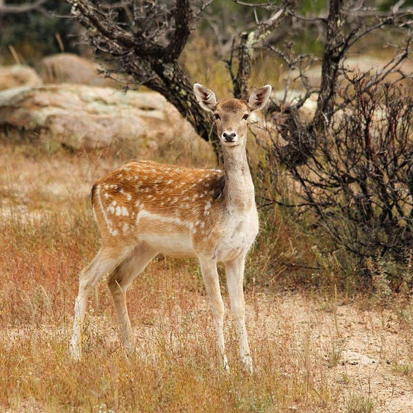 Can we eat enough white-tailed deer to restore forest ecosystems?