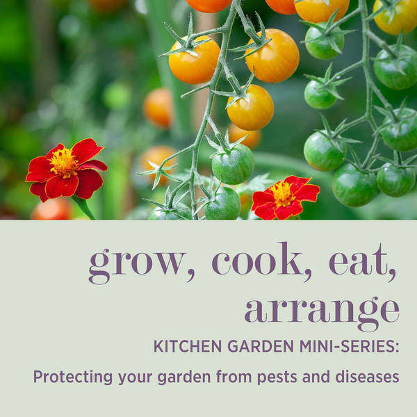 KITCHEN GARDEN MINI-SERIES: Protecting Your Garden from Pests and Diseases