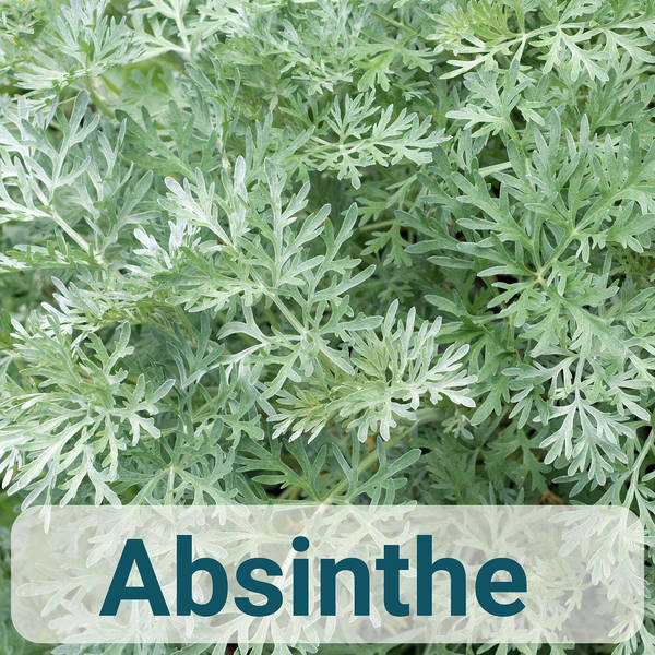 A to Z of French Herbs - Absinthe